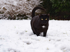 Внезапно для коммунальщиков на Ростов обрушится первый снег