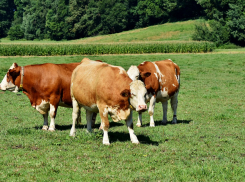 Бык одним ударом убил пастуха в Ростовской области