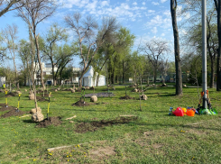 В Ростове зеленый фонд пополнился 1439 деревьями и кустарниками