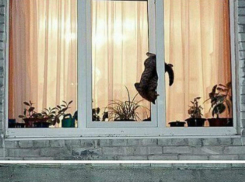 Смертельно опасной ловушкой для котов назвали евроокна ростовские зоозащитники