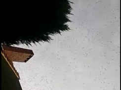 Полчища прожорливой саранчи надвигаются на Ростов