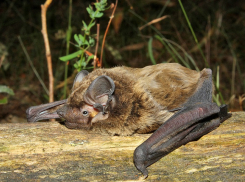 В Ростовской области можно встретить краснокнижную малую вечерницу