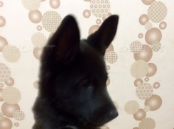 Щенка Чака убили выстрелом в голову живодеры в Дубовском районе