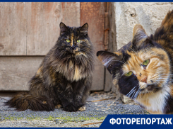 Любопытные морды и пушистые хвосты: мартовские коты попали в объектив фотографа «Блокнот Ростов»