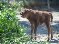 В зоопарке Ростова объявили голосование на лучшее имя для новорожденного зубренка