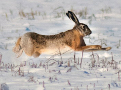 На Дону открылся сезон охоты 