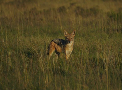 Бешеных шакалов расстреляют без суда и следствия под Ростовом 