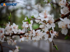 Переменная облачность и дождь: рассказываем о погоде в Ростове на вторник, 14 мая