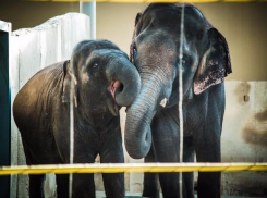 Любимый овощной торт решили подарить слоненку в Ростовском зоопарке