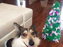 В преддверии Нового года счастливая Лота обрела свою любящую семью 