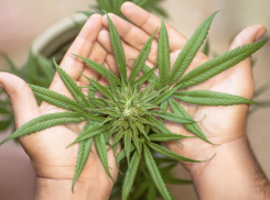 Житель Ростовской области носил с собой 150 граммов марихуаны