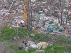 Красочную Кумженскую рощу жители Ростова превратили в мерзкий свинарник 