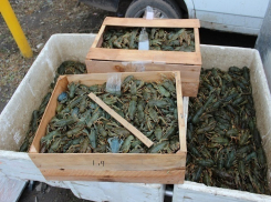 Жестокую расправу над раками и рыбой учинили в Ростове продавцы 