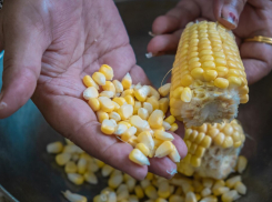 Проект донского завода по переработке кукурузы за 40 млрд рублей прошел экспертизу