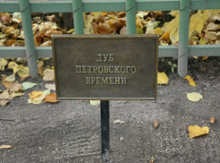 Первый Петровский дуб появится в Ростовской области