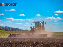 На Дону упала урожайность пшеницы