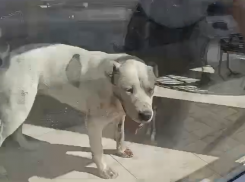 В Аксае алабай напал на людей и искусал собаку