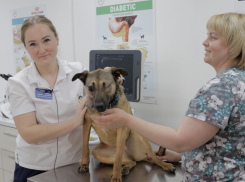 Бульдог с глаукомой и слепая дворняжка: собаки, которые прошли успешное лечение в ростовской ветеринарной клинике