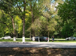 Вылетевшего с дороги водителя «Шкоды» задержало дерево в Ростове