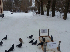 Голубиный «ресторан» появился в Ростове вслед за котокафе