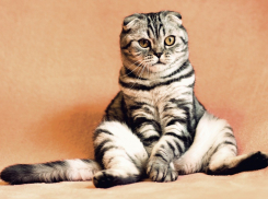 В Ростове пройдет льготный день стерилизации животных 