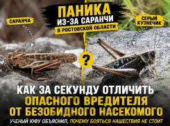 Паника из-за саранчи в Ростовской области: как за секунду отличить опасного вредителя от безобидного насекомого