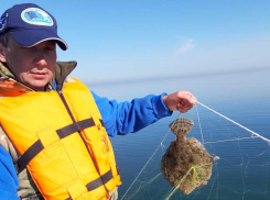 Улов камбалы в Азовском море в полтора раза превысил рекорд прошлого года 