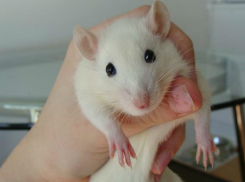 Уникальную операцию по удалению опухоли молочных желез у крысы провели в Ростове