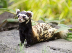 В Ростовской области несколько раз ловили редкого зверька перевязку