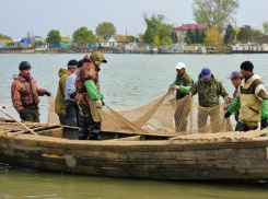 Ростовские полицейские провели рейд «Путина» и задержали ловцов шемаи