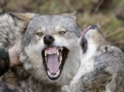 Вспышка бешенства из-за волка зафиксирована на территории охотхозяйства в Ростовской области