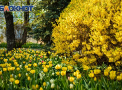 В Ростове направят более 243 млн рублей на озеленение города