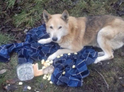 Верный «Хатико» из Батайска после предательства родственников умершего хозяина оказался под колесами машины