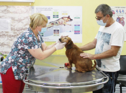 Льготная стерилизация питомцев в Ростовской области пройдет 28 сентября