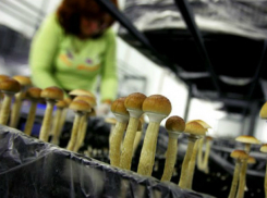 Депутаты выступили против строительства иностранными инвесторами завода под Ростовом