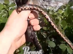 Оккупировавшие станцию в Ростовской области змеи оказались безобидными ужами