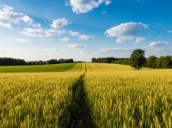 В Ростовской области режим ЧС из-за гибели урожая получит федеральный статус