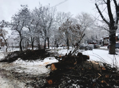 Мы платим дважды: аварийные деревья, грозившие упасть на головы жителей, вырубили в Ростовской области