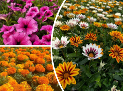 В Ростове для оформления летних клумб высадили 900 тысяч цветов 