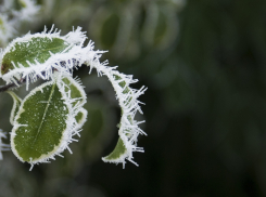 В Ростовской области ожидаются заморозки