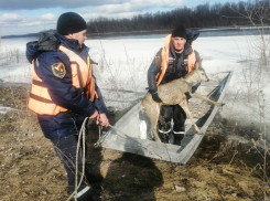 В Ростовской области спасатели вытащили утопающую косулю из реки