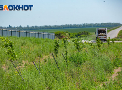 Почти 800 молодых деревьев высадили вокруг экокомплекса в Ростовской области