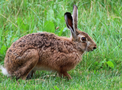 В Ростовской области дикие животные массово гибнут из-за ядов на полях