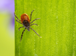 Новый вирус, который передают клещи, обнаружили в Ростове