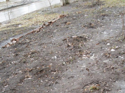 Жуткие уличные отходы «людей-свиней» возмутили ростовчан и заставили цитировать Шнурова