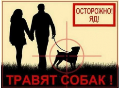 Соцсети: В Ростове вновь убивают животных 