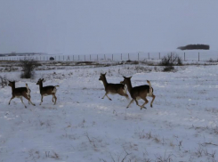 В естественную среду обитания выпустили 50 ланей в Кашарском районе