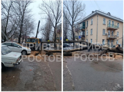 Дерево рухнуло на машины в Ростове