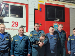 Кот-пожарный из Новочеркасска стал донором для своего друга