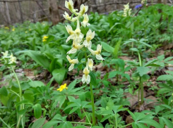 В Ростовской области встречается редкое растение, названное в честь немецкого ботаника